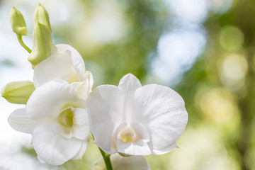 Abstract background of white orchids, Dendrobium.
