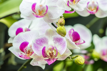 Naklejka na ściany i meble Beautiful white and purple orchids, Phalaenopsis.