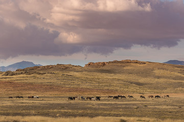 Fototapeta na wymiar Herd of Wild Horses Grazing