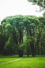 Fototapeta na wymiar Park with different beautiful trees