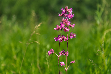 Two field flowers next to a green grass background