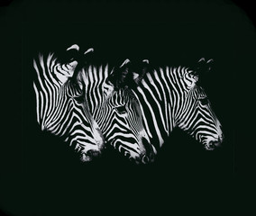 Obraz na płótnie Canvas Zebra's