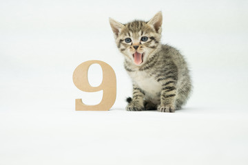 数字と子猫