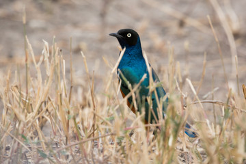 Dreifarben-Glanzstar (Lamprotornis superbus)