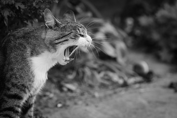 Cat roar