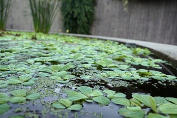 Teich im botanischen Garten in Zürich in der Schweiz