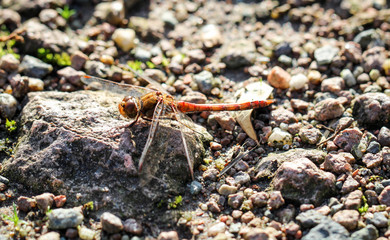 Libelle auf Stein sitzend