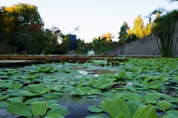 Teich im botanischen Garten in Zürich in der Schweiz