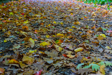road in autumn with colorful leaf