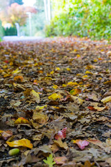 road in autumn with colorful leaf