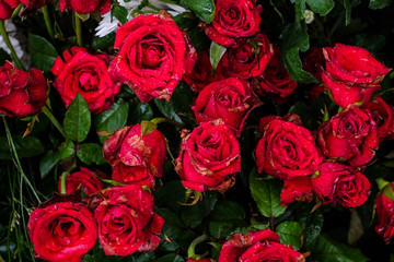 Beautiful red roses blooming in the garden for background or texture , Valentine's Day - nature & activity in home concept.