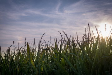 Cornfields at sunset with blue sky