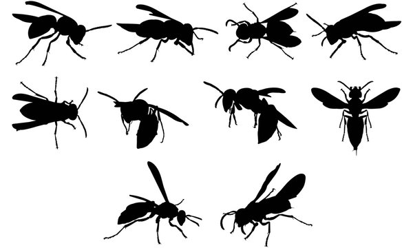 Wasp Silhouette Vector Graphics