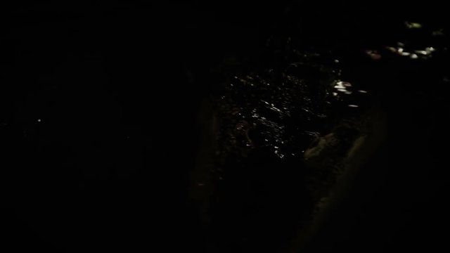 crocodile hunt in the night,opens the mouth to catch prey