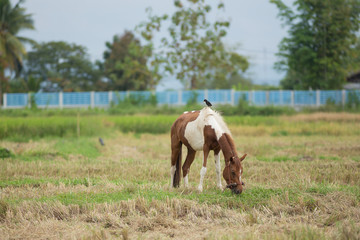 Fototapeta na wymiar Horse on a rice wheat harvest field