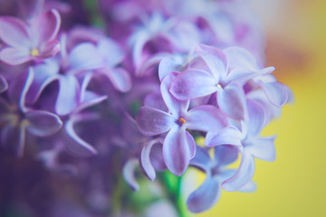 Fototapeta na wymiar Beautiful flowers of lilac