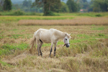 Obraz premium Horse on a rice wheat harvest field