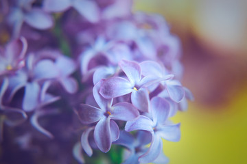 Beautiful flowers of lilac