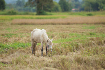 Obraz na płótnie Canvas Horse on a rice wheat harvest field