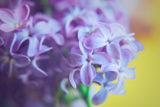 Beautiful flowers of lilac © masik0553