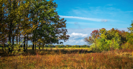 Fototapeta premium Autumn landscape background. Through the trees oaks blue sky and field are visible