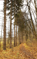 Different views of autumn scenery