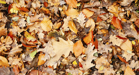 autumn backgrounds
