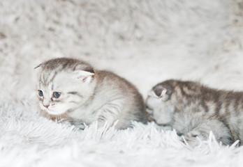 Little kittens
