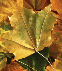 autumn backgrounds