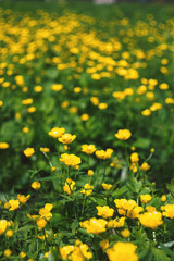 желтые цветы на зеленой траве