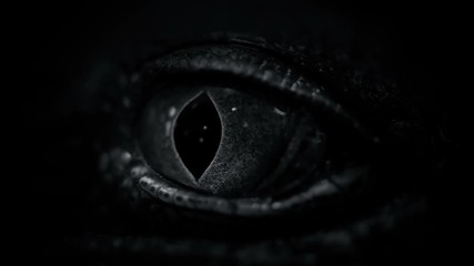 the crocodile closes and opens the eyes closeup