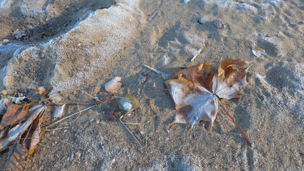Yellow maple leaf covered with frost and sea shell lying on the sand
