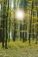 Fototapeta na wymiar autumn forest