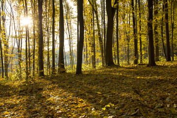 Fototapeta premium autumn forest