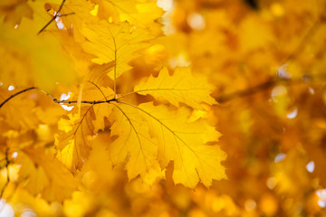 Autumn yellow maple leaves background