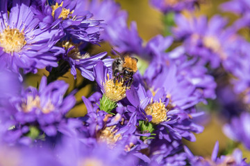 Field of swan river daisies with an honey bee searching for nectar. Macro shot