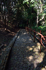 Fototapeta premium Cobbled alley is heading into the forest in Fukuoka prefecture, JAPAN.