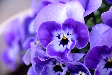 Foto auf Acrylglas Pansies Stiefmütterchen - Viola x wittrockiana.