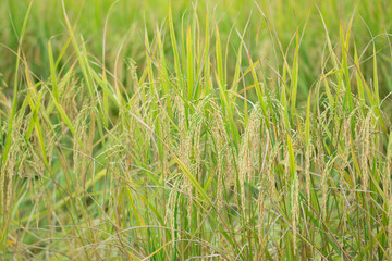 Close up of green paddy rice. Green ear of rice in paddy rice field
