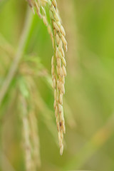Close up of green paddy rice. Green ear of rice in paddy rice field