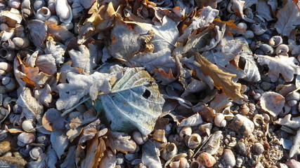 Oak leaves and Oak leaves covered with frost on the coast