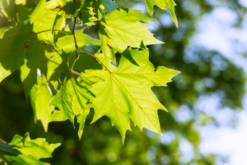 Maple green leaves in the back light