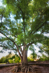 An old tree with a rhizome