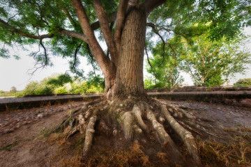 An old tree with a spectacular rhizome