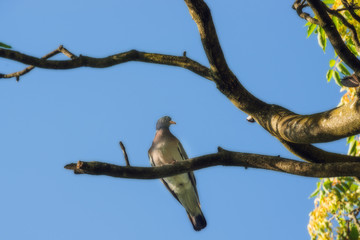 The pigeon sits on a branch of a tree