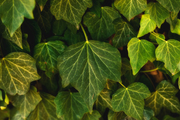 Ivy leaves are green