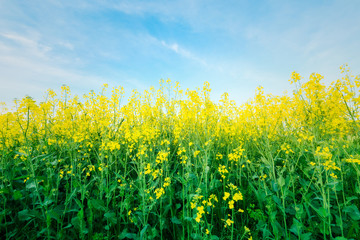 Field of rape blossoms