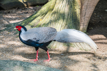 Fototapeta premium Male silver pheasant in captivitypp