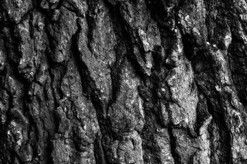 tree bark, black and white shot, monochrome background
