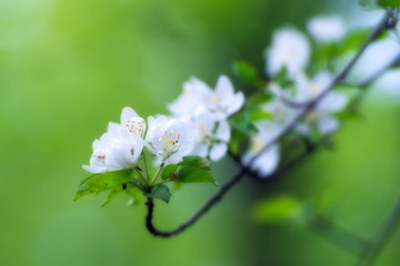 A blooming branch of apple tree in spring